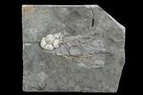 Ordovician Crinoid - Bobcaygeon Formation - Ontario #95197-1